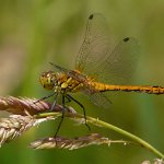 ruddy darter female