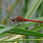 ruddy darter male