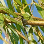 southern hawker female