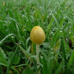 brown cowpat toadstool