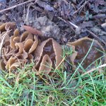 brown cup fungus