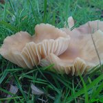 fairy ring champignon