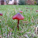 hygrocybe conicoides