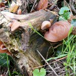 jews ear