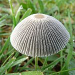 little japenese umbrella