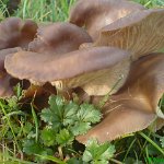 melanoleuca melaleuca