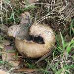 pigskin poison puffball (Scleroderma citrinum )