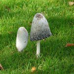 shaggy ink cap