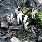 tooth fungus