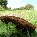 yellow-cracked boletus
