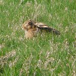 brown hare