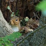 grey squirrel