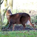 muntjac
