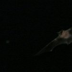 noctule bat