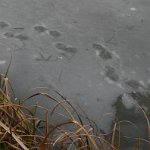otter tracks