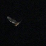 pipistrel bat