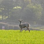 roe deer