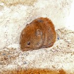 short tailed vole