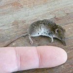 water shrew
