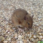 wood mouse