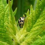 14-spot ladybird