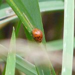 24-spot ladybird