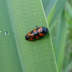 black and red froghopper