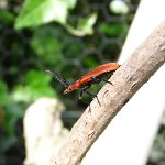 cardinal beetle (pyrochroa serraticornis)