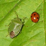 green shield bug
