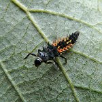 harlequin beetle larva