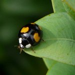 harlequin ladybird