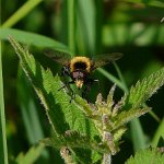 hover fly (volucella bombylans)