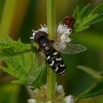 hoverfly