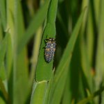 ladybird larva