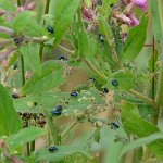 milkweed beetle (Chrysochus cobaltinus)