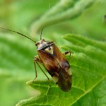 mirid bug (calocoris stysi)