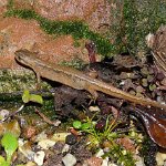 smooth newt