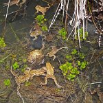 toad spawning