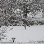 heron in snow