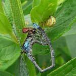 araniella curcurbitina