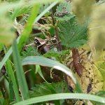 dark bush-cricket
