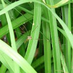harvestman