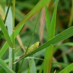 long winged conehead