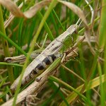 meadow grasshopper