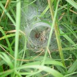 nursery web spider