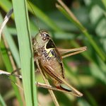 roesel's bushcricket