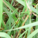 short winged conehead