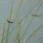stretch spider (tetragnatha extensa)